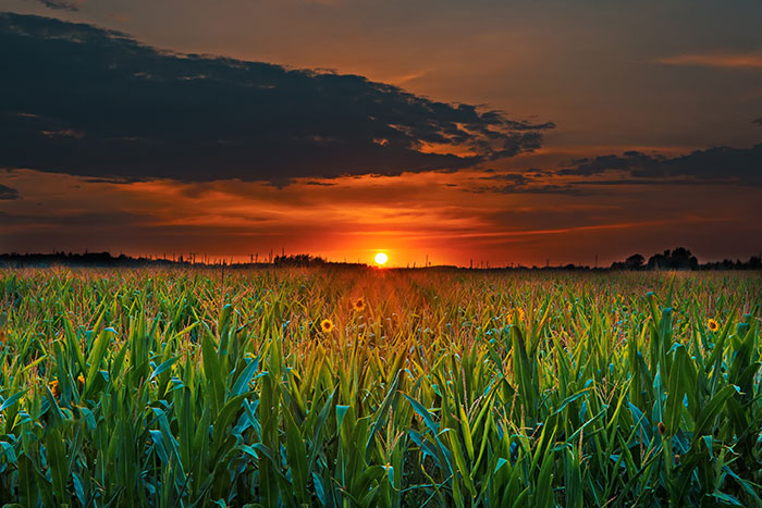 agriculture_2